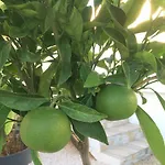 Colombier Frejus